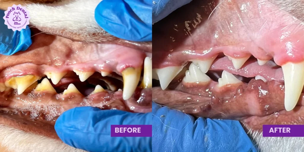 Pooch Dental Before After 5