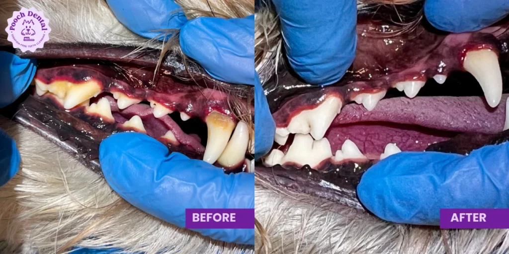 Pooch Dental Before After 6