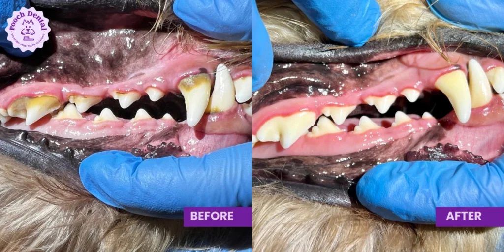 Pooch Dental Before After 7