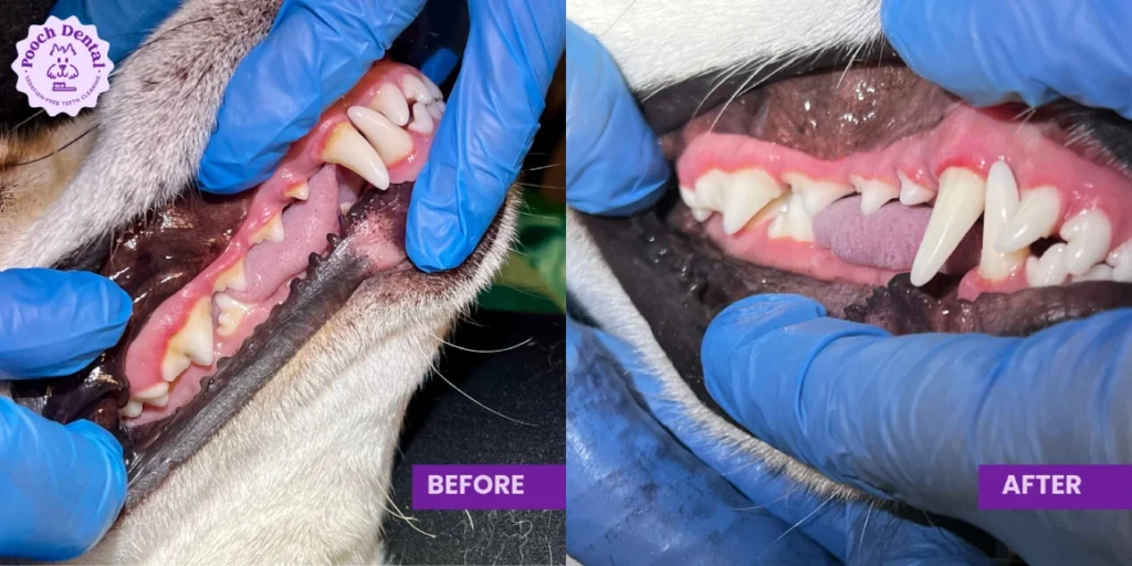 Pooch Dental Before After 8